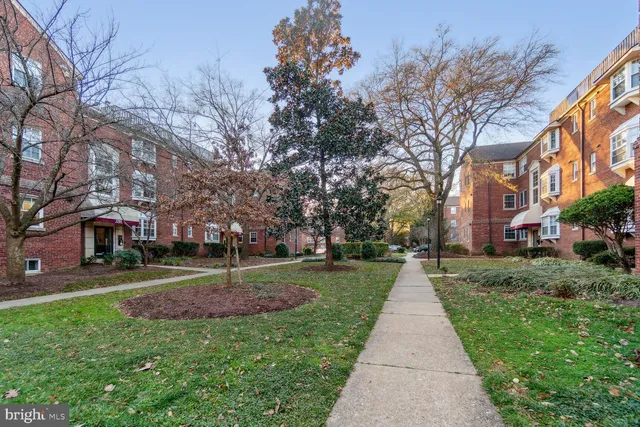 a park with large trees