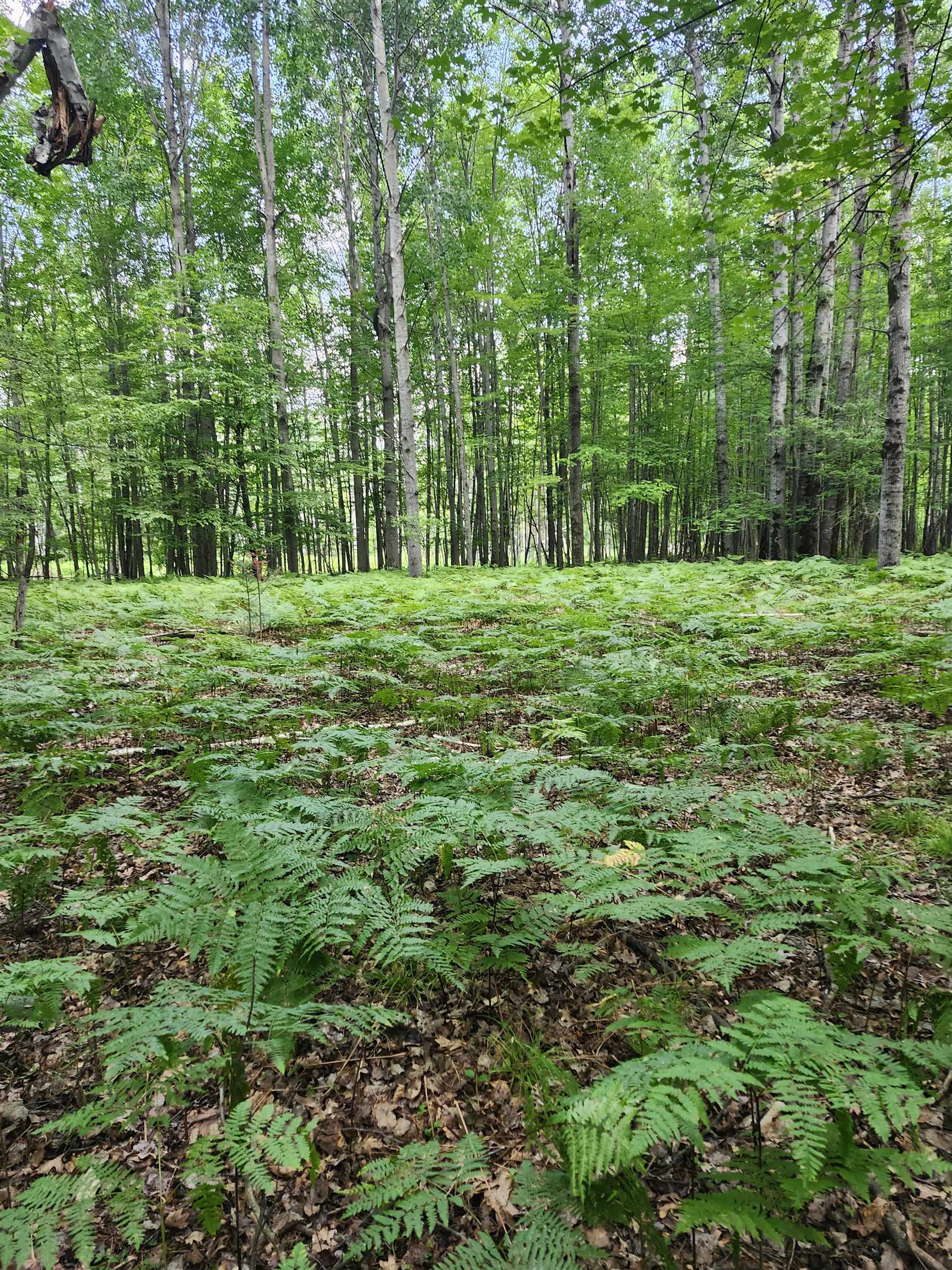 2751 Boughner Lake Road Prescott, MI 48756 - Photo 3 of 6 1950476-eb322555-817b-4a05-9b0a-6a352692d58a.JPG
