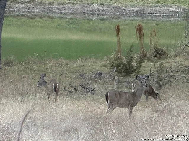 $99,000 | 102 Savannah Court, Blanco, TX 78606