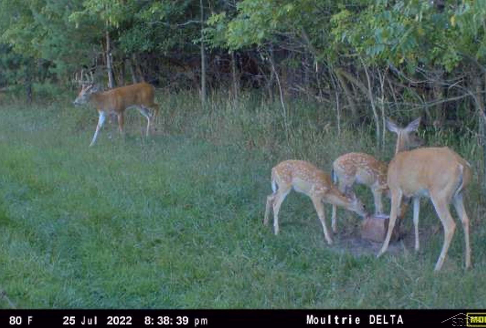 3175 South Meridian Road Merrill, MI 48637 - Photo 77 of 78 50078113-81.JPG