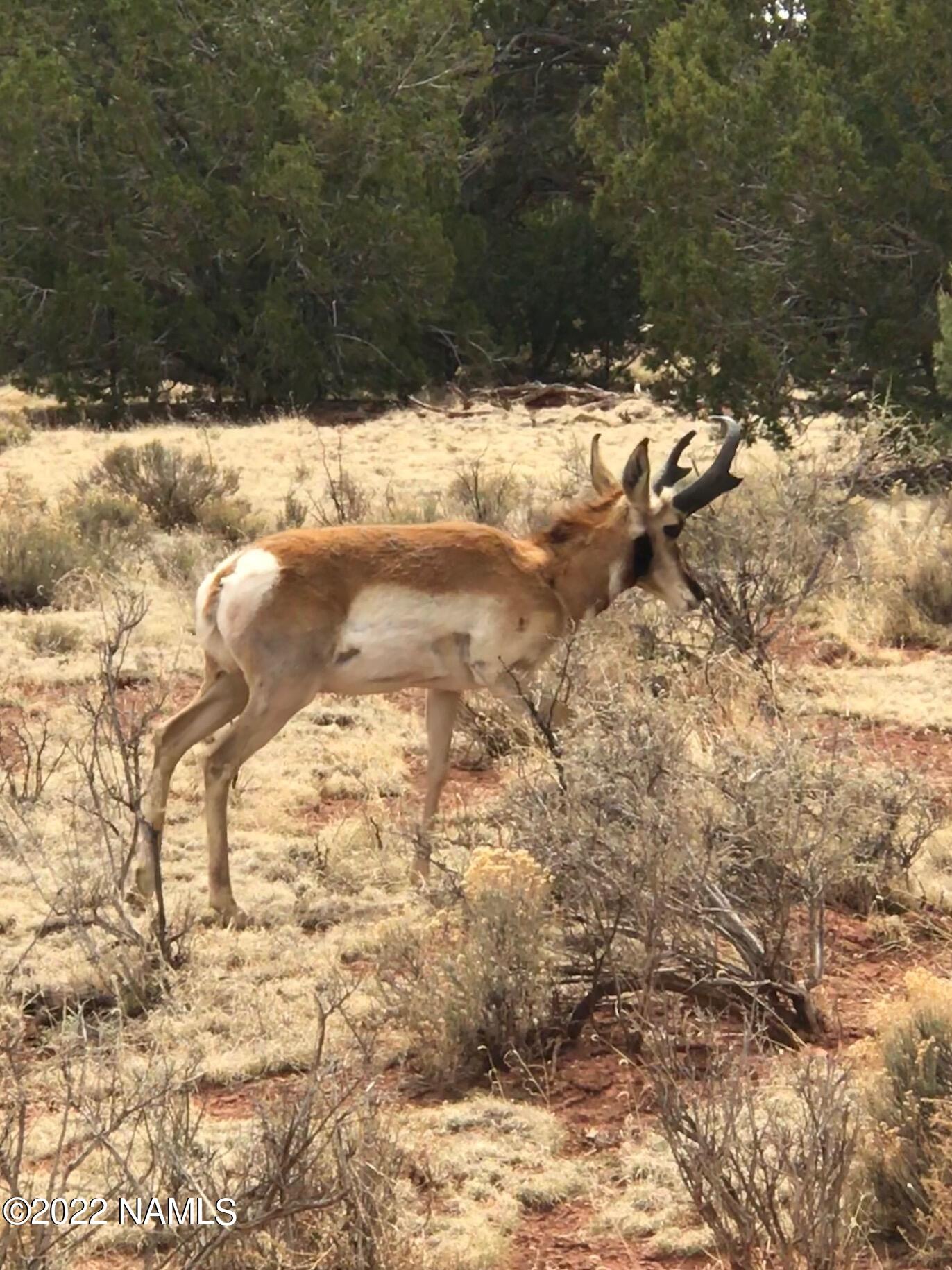 7329 South Rim Ranch Road Williams, AZ 86046 - Photo 56 of 59 IMG_0924