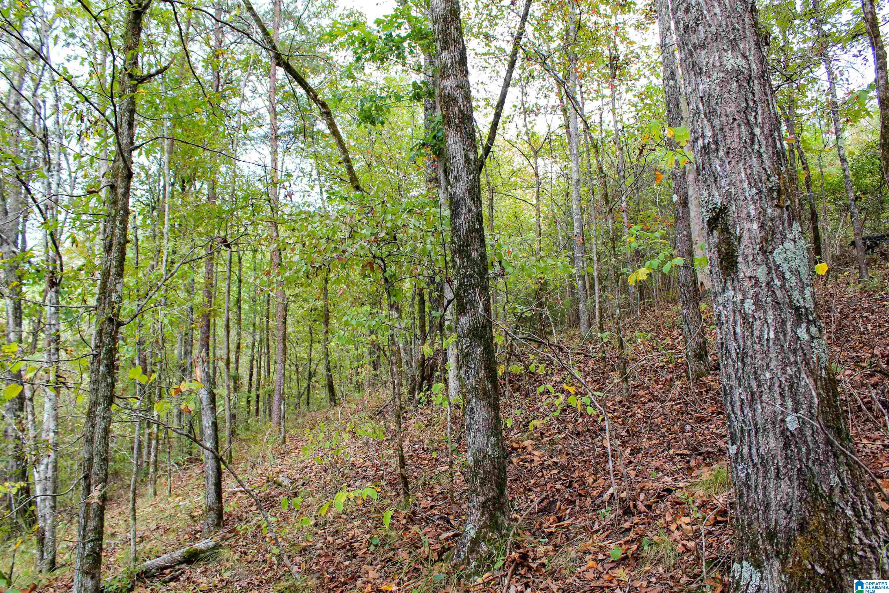 1 Highway 18, Unit 1 Oakman, AL 35579 - Photo 15 of 46