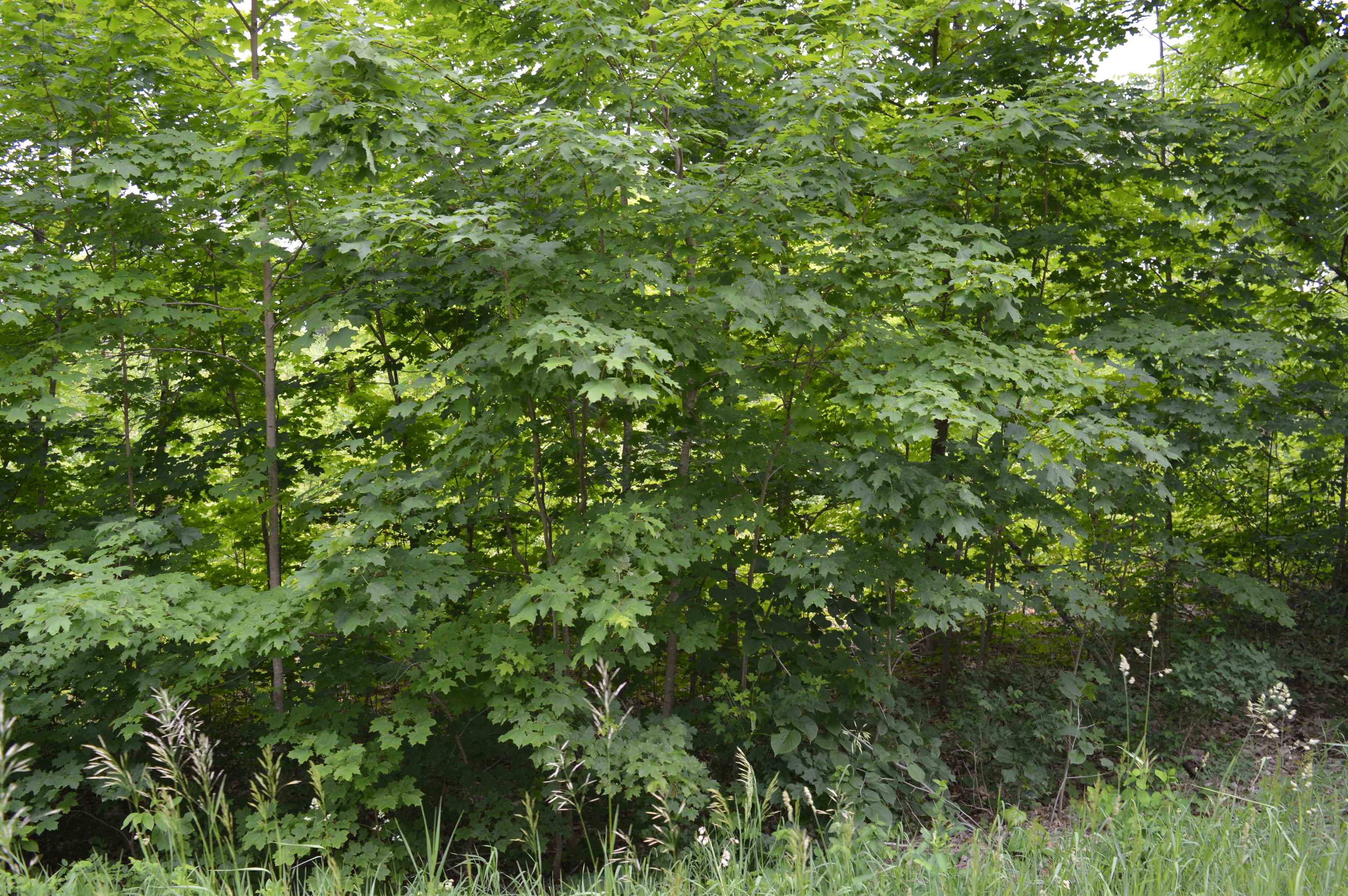 M Summit City Road, Unit LOT: M Kingsley, MI 49649 - Photo 16 of 20