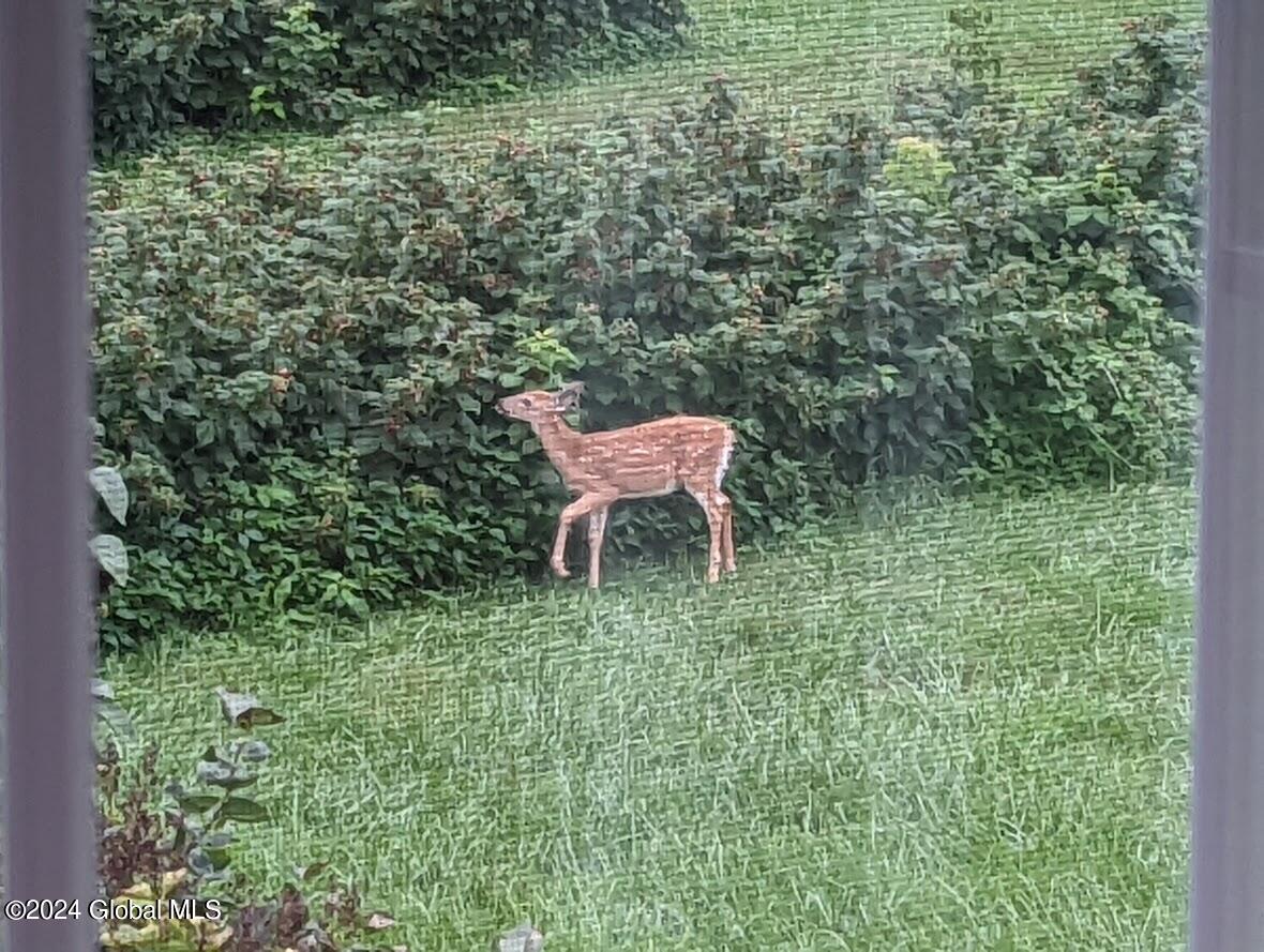 501 Dean Road Kingsbury, NY 12839 - Photo 63 of 74 Fawn esting raspberries
