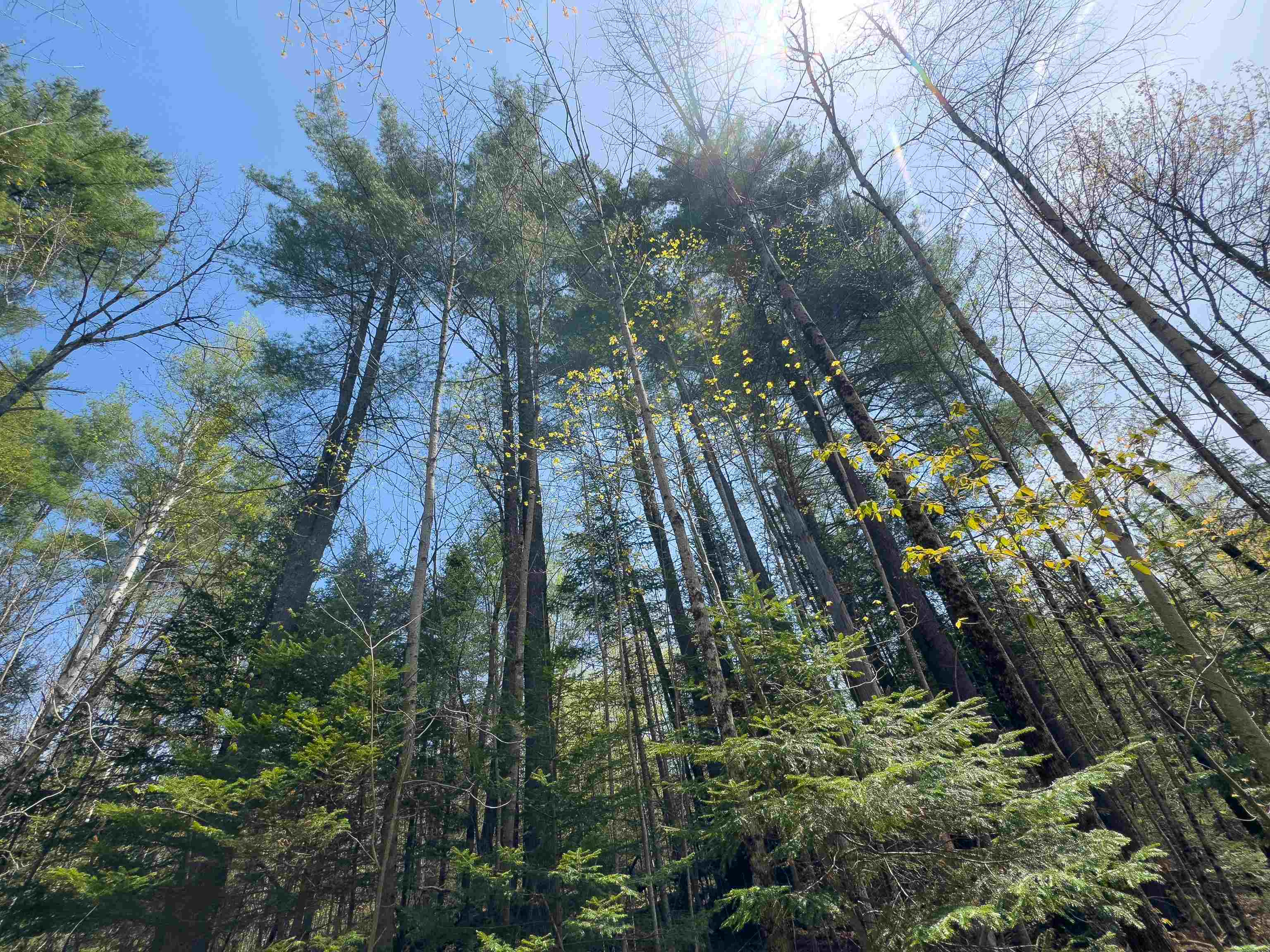 538 Oregon Road Concord, VT 05906 - Photo 5 of 16