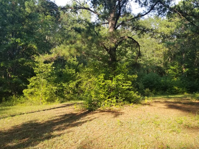 525 Hadley Road Pine Mountain, GA 31822 - Photo 3 of 9 Gallery Image 3