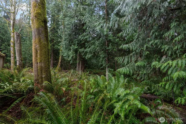 a view of forest