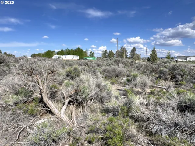 a view of a yard with palm trees