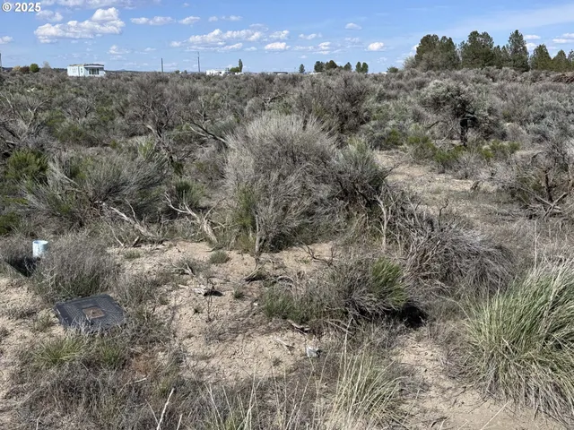 a view of a dry yard with trees in the background