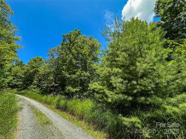 a view of a lush green space