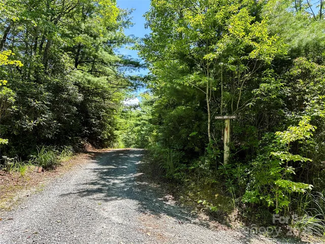a view of a forest with trees