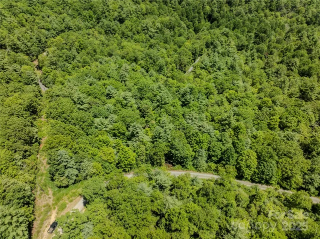 a view of a lush green forest