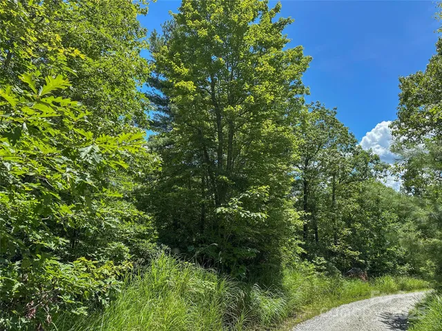 a view of a forest with trees