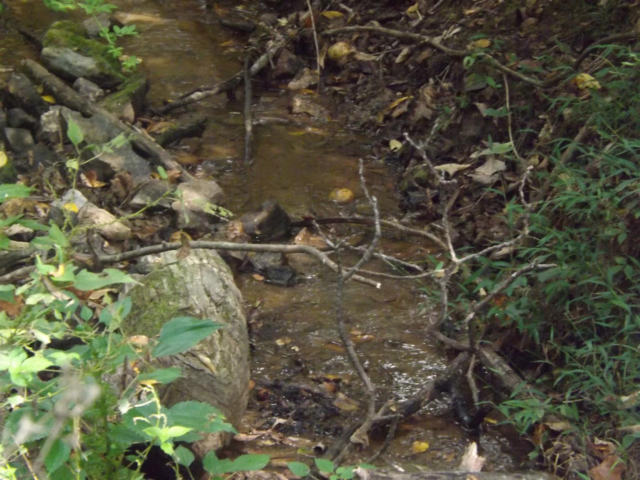 197 Story Road Goodspring, TN 38460 - Photo 6 of 29 a backyard of a house
