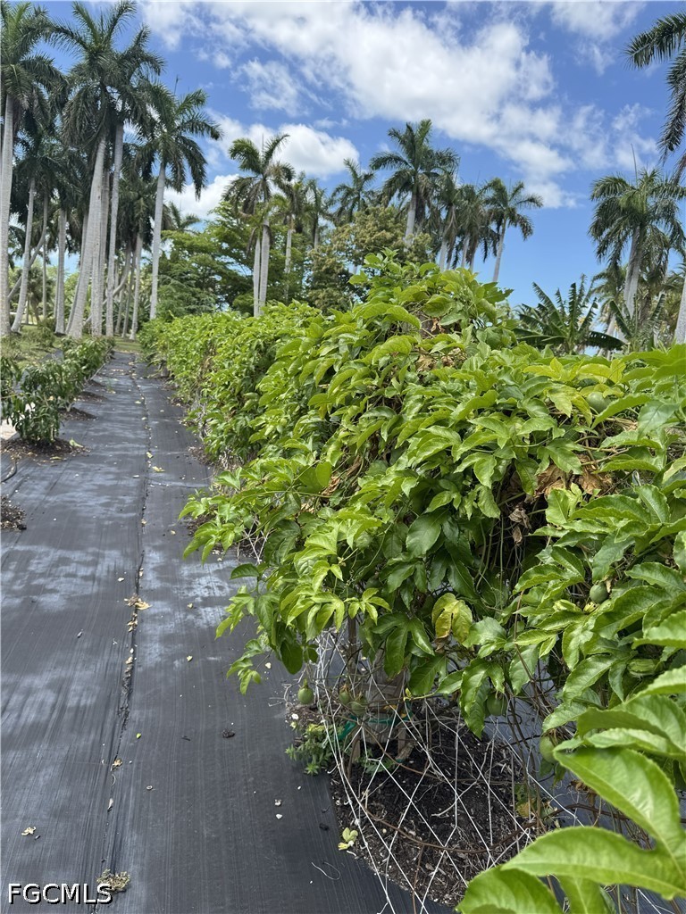 13641 Ficus Tree Lane Bokeelia, FL 33922 - Photo 13 of 33 a backyard of a house with lots of green space