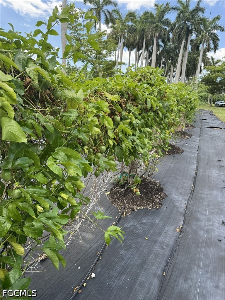 13641 Ficus Tree Lane Bokeelia, FL 33922 - Photo 15 of 33 a backyard of a house with lots of green space
