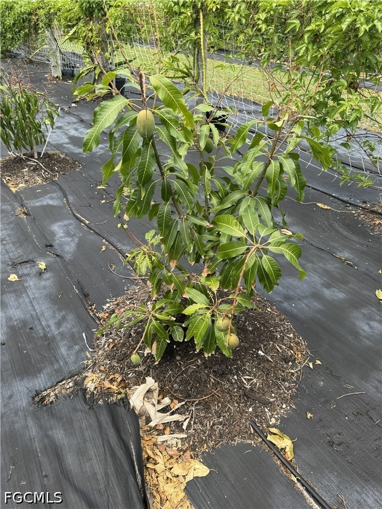 13641 Ficus Tree Lane Bokeelia, FL 33922 - Photo 16 of 33 a plant that is in a yard