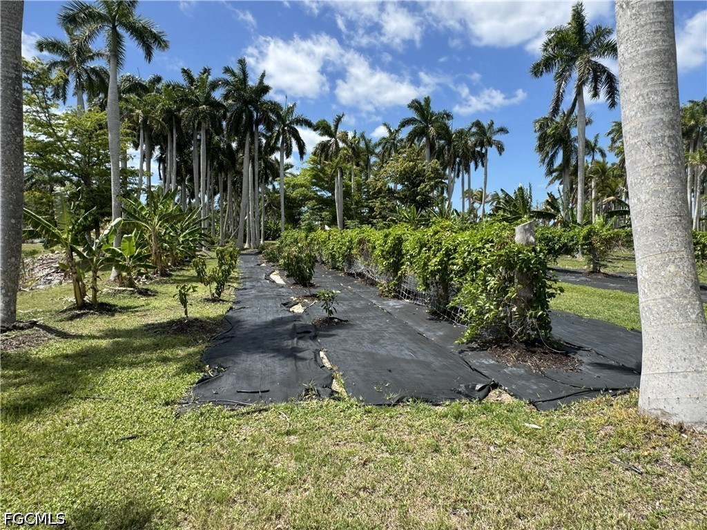 13641 Ficus Tree Lane Bokeelia, FL 33922 - Photo 10 of 33 a view of a garden with a tree