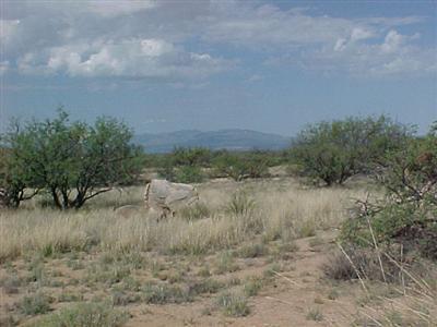 208 East Diamondback Road St. David, AZ 85630 - Photo 7 of 7 Gallery Image 7