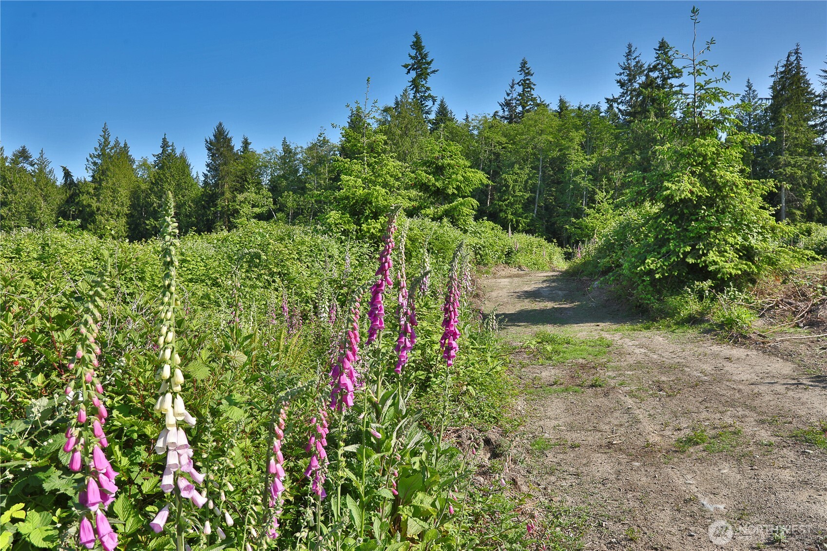 2062 East Goodell Road Freeland, WA 98249 - Photo 7 of 37