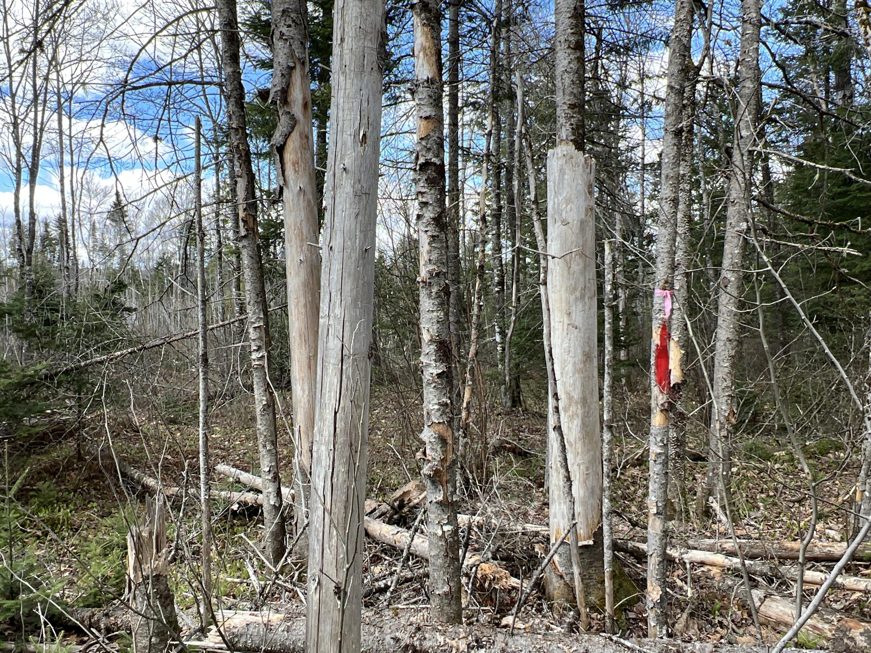 Lot 22 Schoodic Point Road Medford, ME 04463 - Photo 22 of 27 IMG_4187