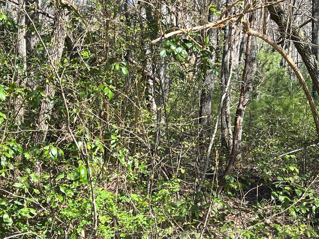 4.90 Wayah Road Topton, NC 28781 - Photo 5 of 8