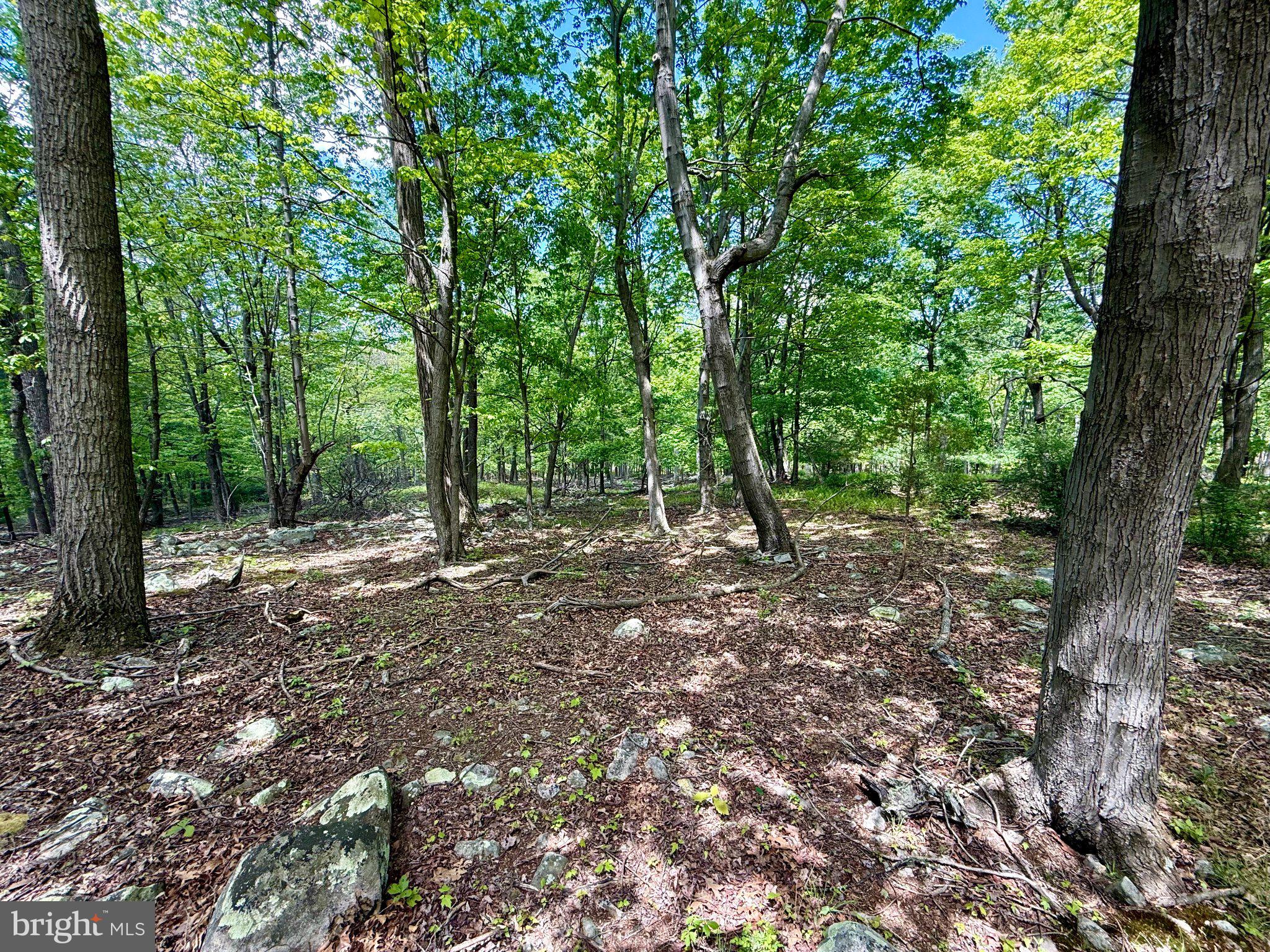 115 River Ridge Yellow Spring, WV 26865 - Photo 16 of 25 Lush woodland retreat awaits exploration.