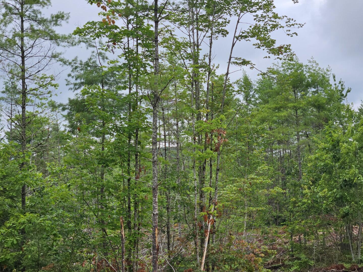 195 Ridge Road Jefferson, ME 04348 - Photo 5 of 29 20240724_174943