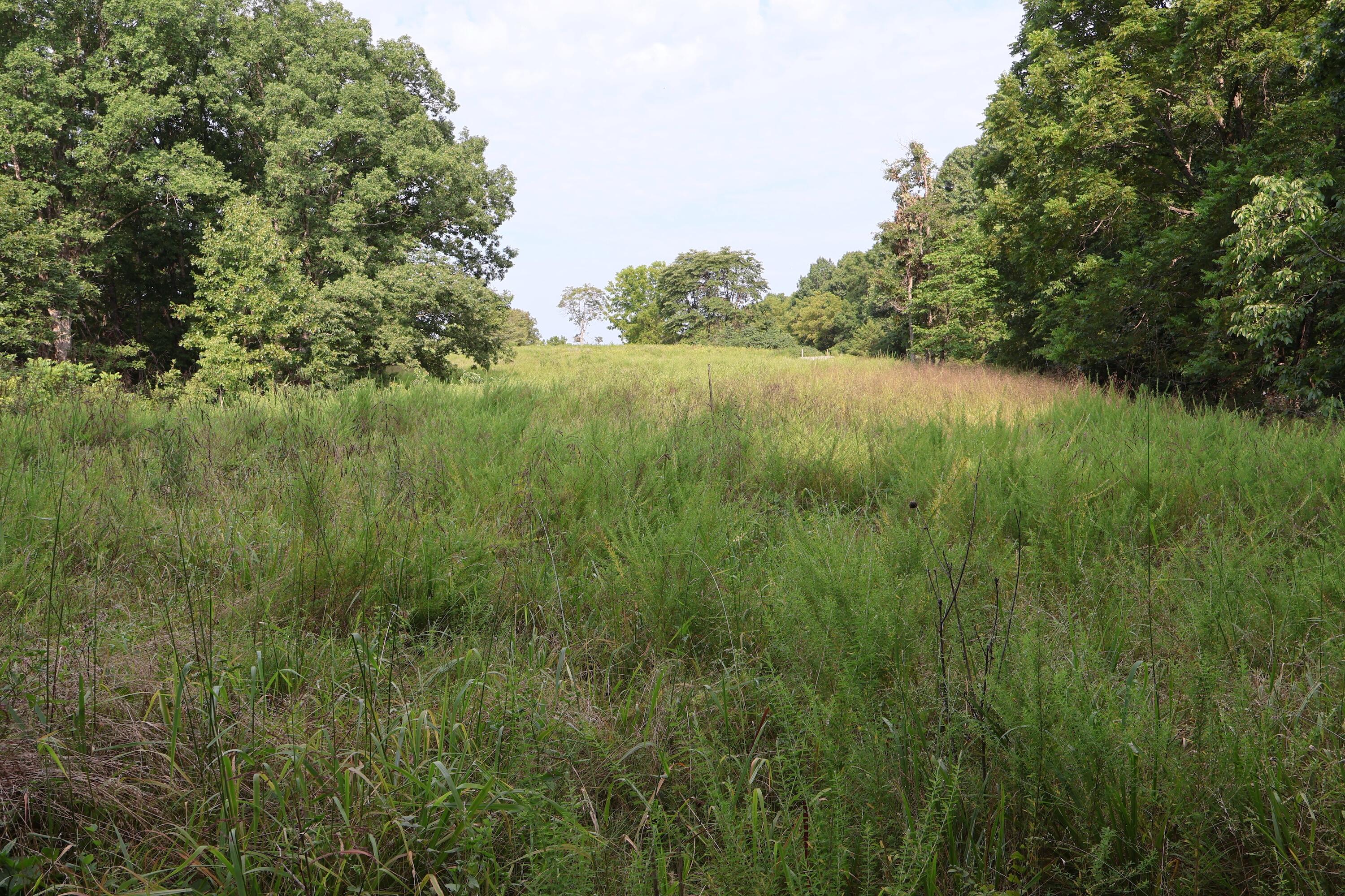 0 Russel Ridge Road Ozark, MO 65721 - Photo 19 of 31 IMG_0122