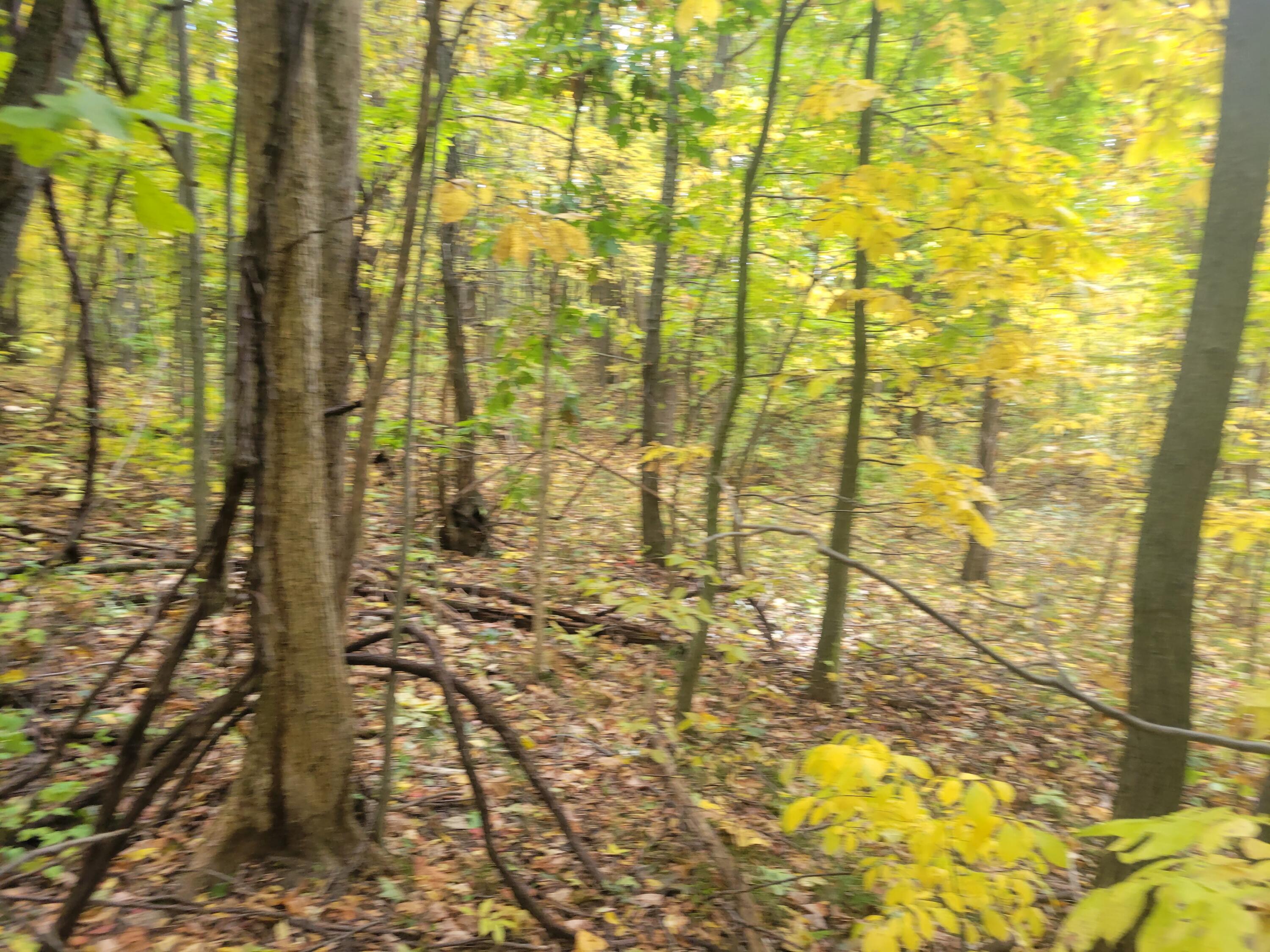 74032 Ridgeway Drive Lawton, MI 49065 - Photo 2 of 7 Beautiful rolling hills.