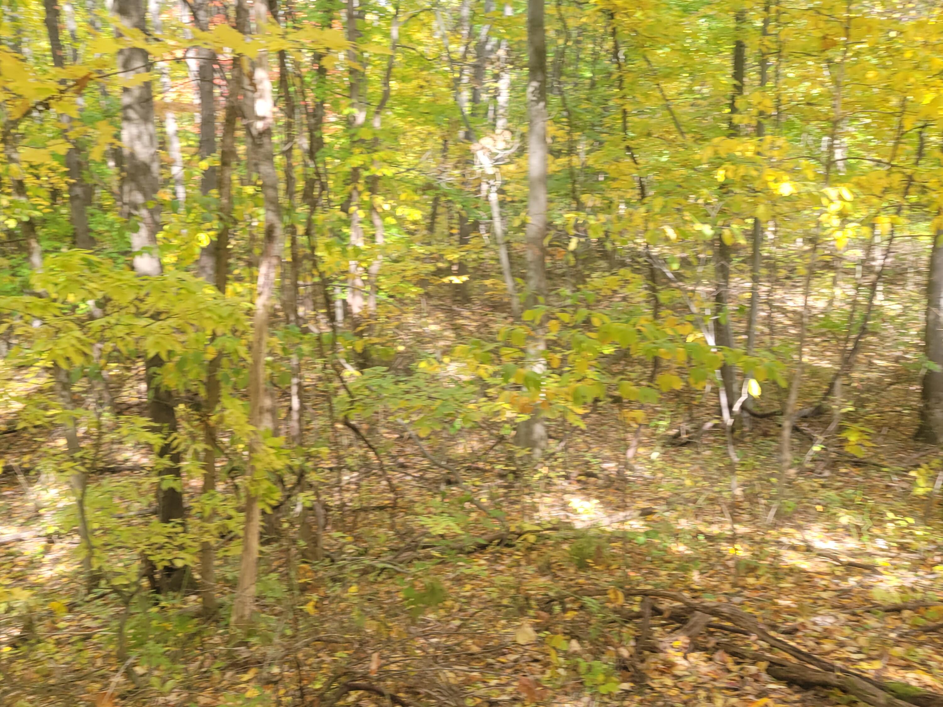 74032 Ridgeway Drive Lawton, MI 49065 - Photo 5 of 7 20221013_150130