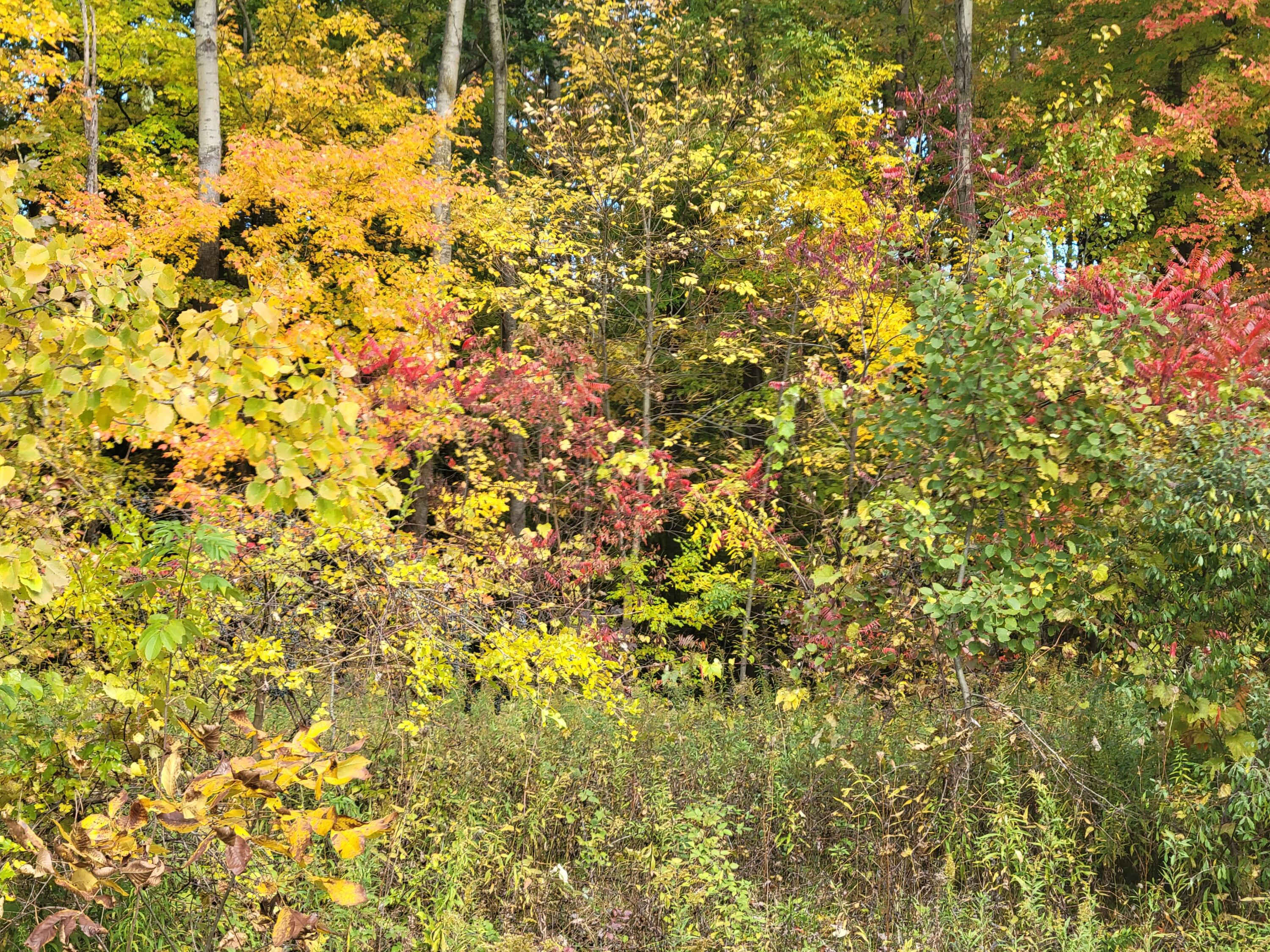 74032 Ridgeway Drive Lawton, MI 49065 - Photo 7 of 7 20221013_140959