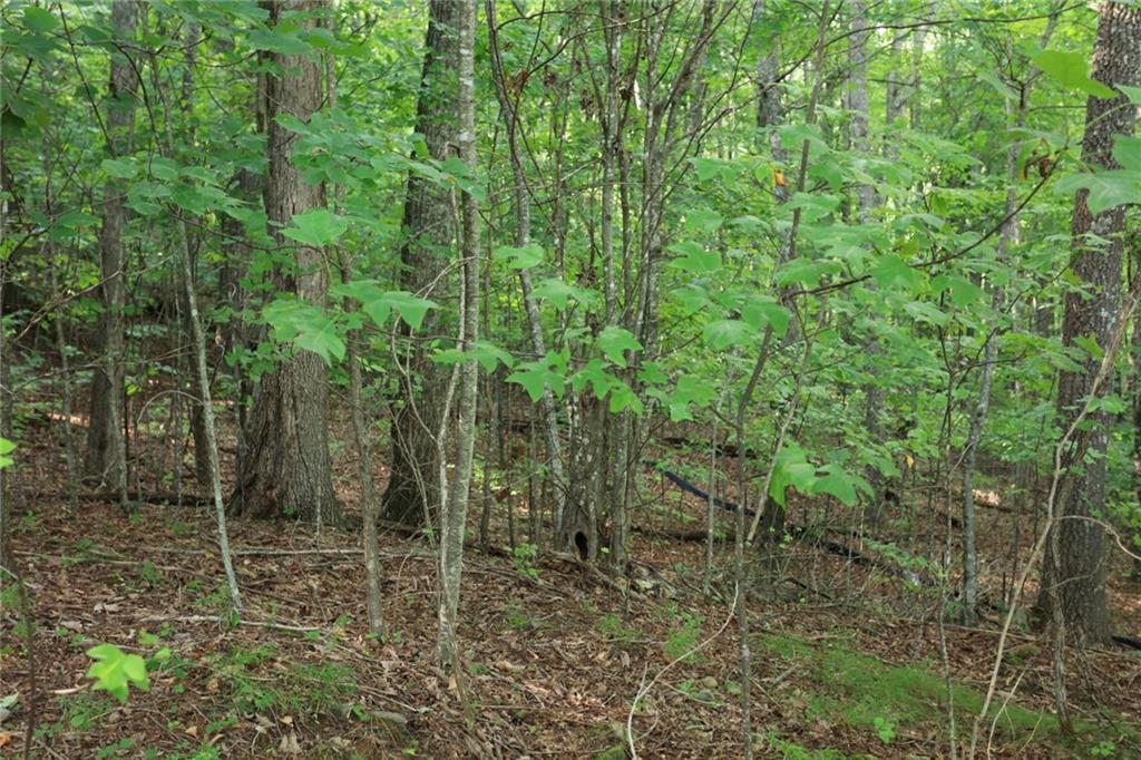 0 Overlook Loop Young Harris, GA 30582 - Photo 9 of 11 a view of a forest