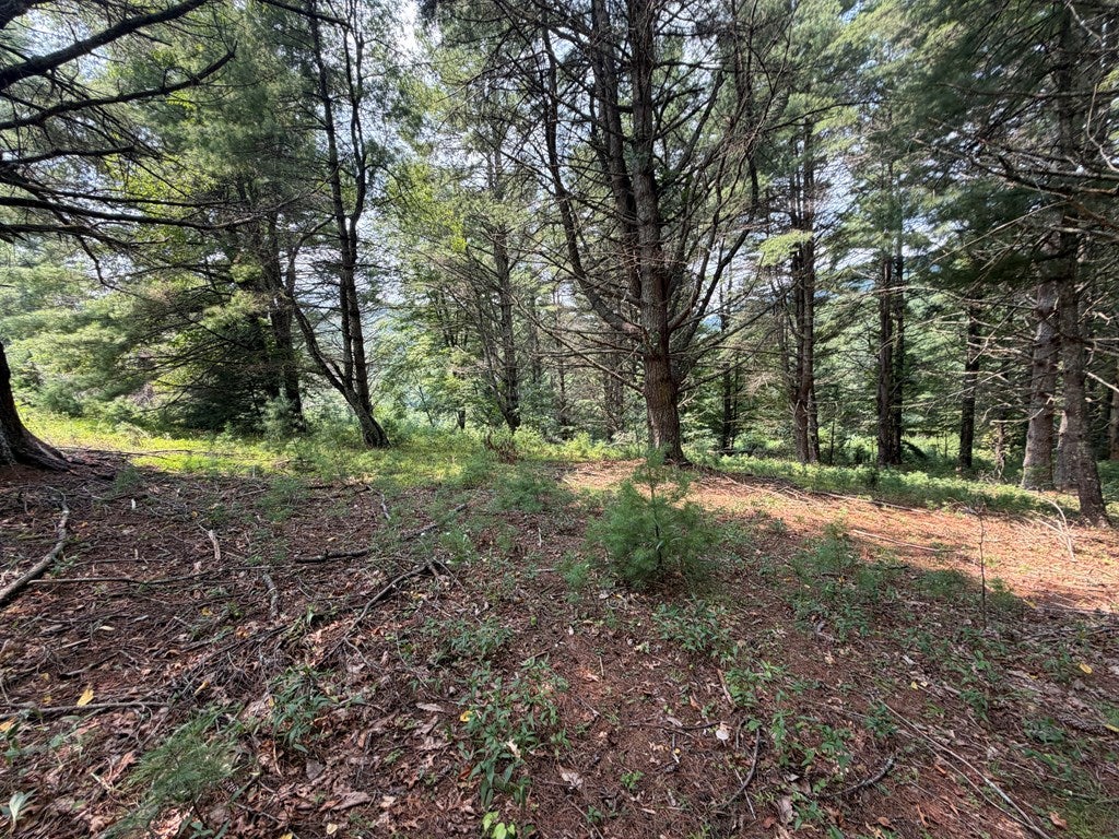 Tbd Hall Hollow Road Austinville, VA 24312 - Photo 22 of 59 Gallery Image 22