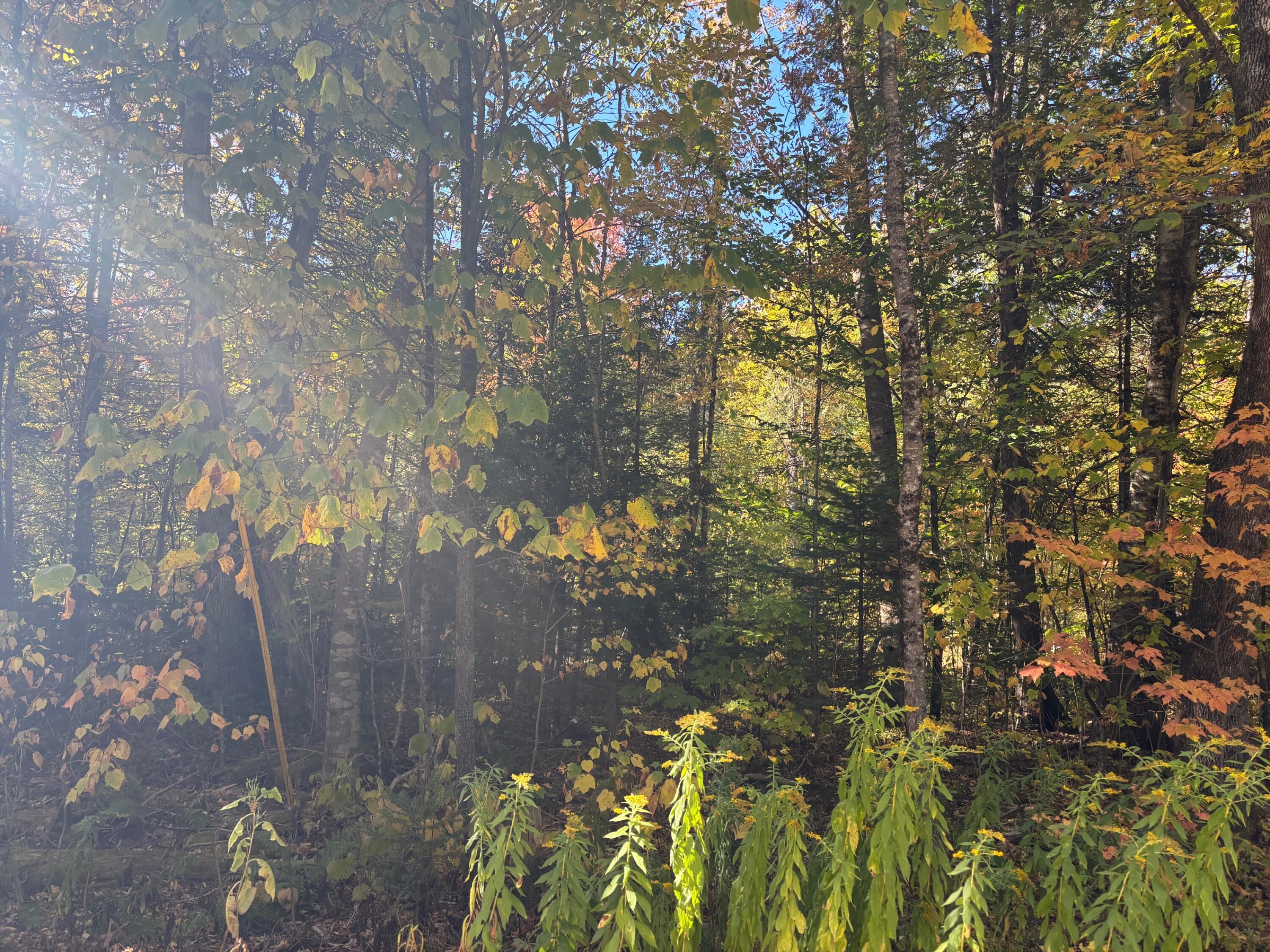 Lot 23-24 Coombs Road Newry, ME 04261 - Photo 5 of 9 IMG_6943