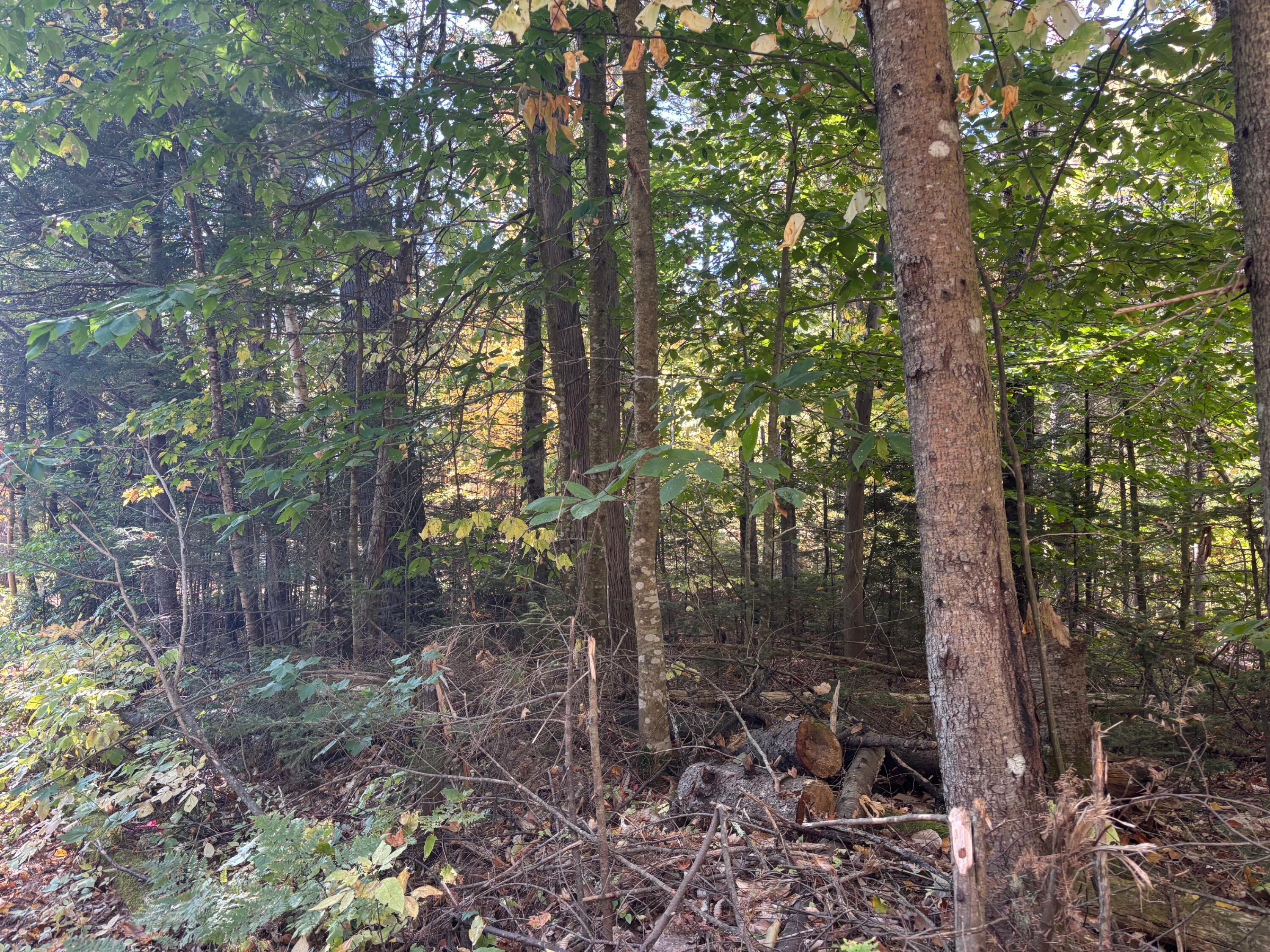 Lot 23-24 Coombs Road Newry, ME 04261 - Photo 7 of 9 IMG_6942