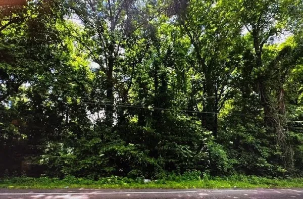 a view of a tree