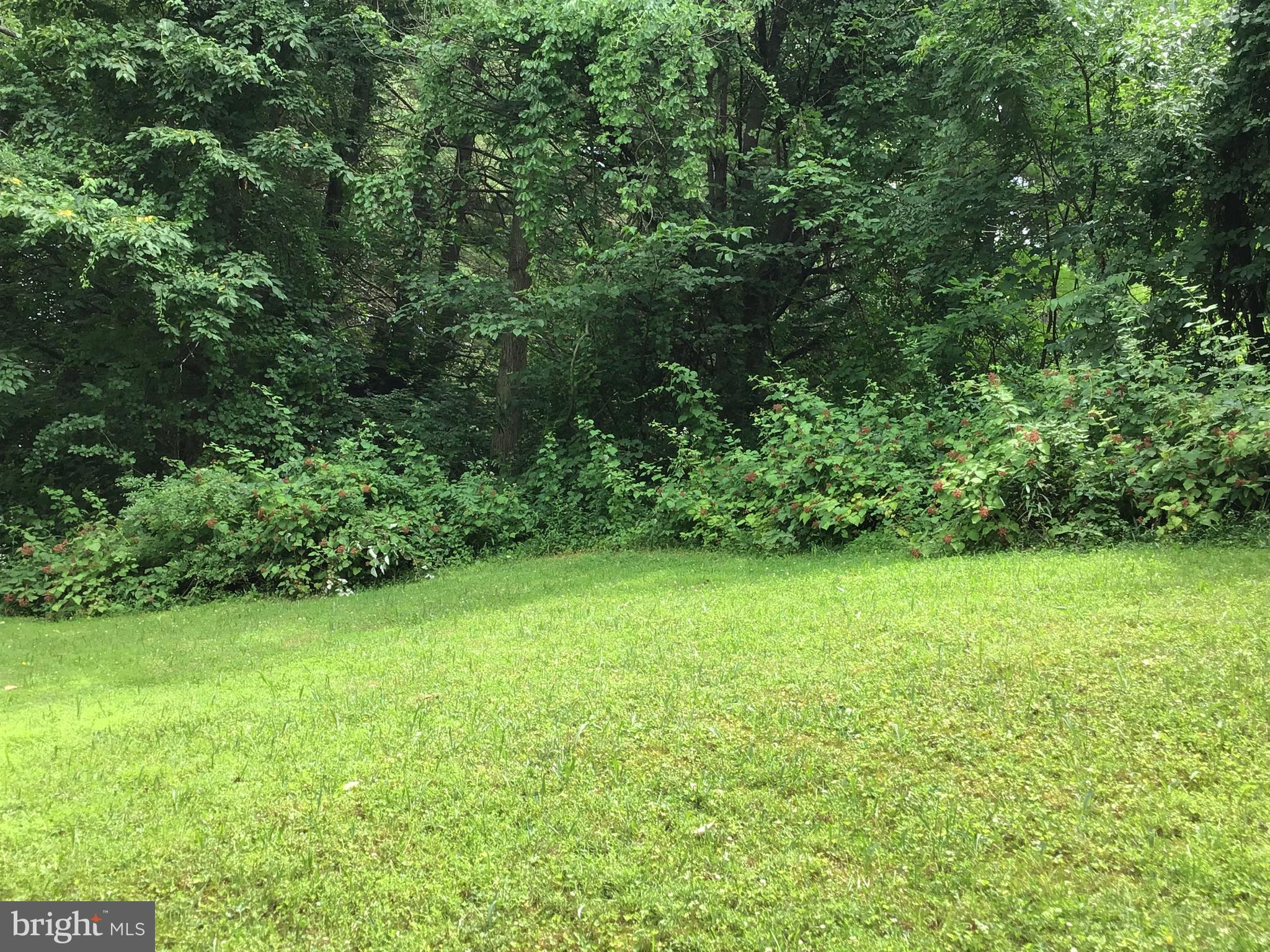4327 Gross Mill Road Hampstead, MD 21074 - Photo 20 of 27 Raspberry Bushes at top of Property