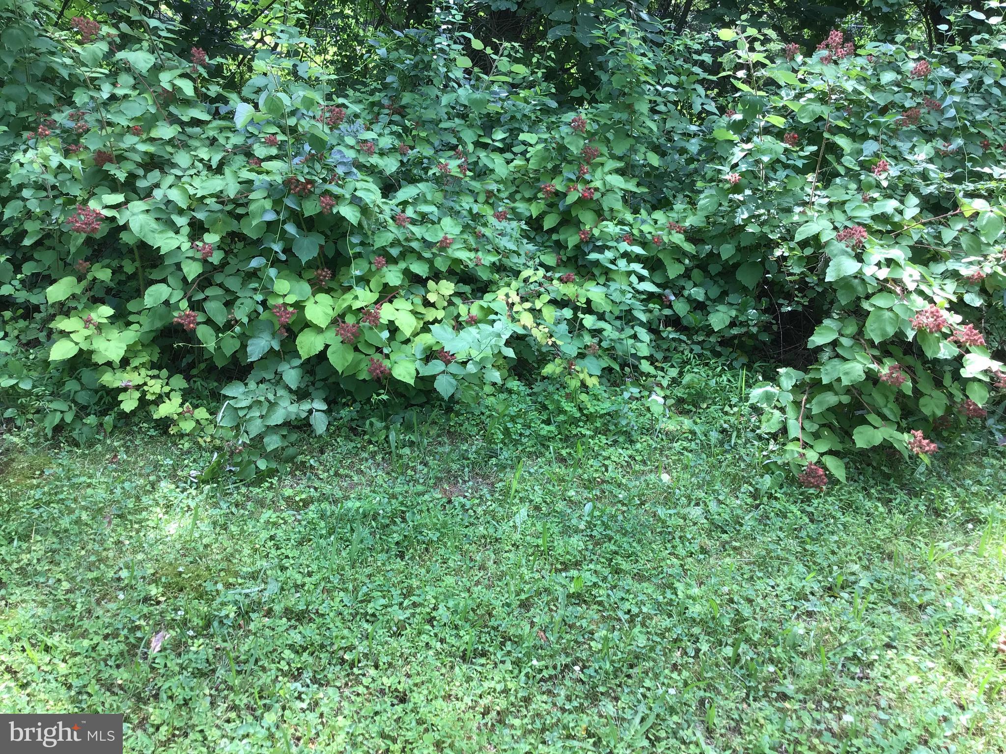 4327 Gross Mill Road Hampstead, MD 21074 - Photo 21 of 27 Raspberries are ready for picking!