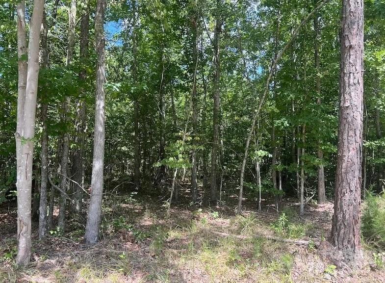 0 Blue Branch Road, Unit TRACT C Gaffney, SC 29340 - Photo 3 of 13 a view of forest
