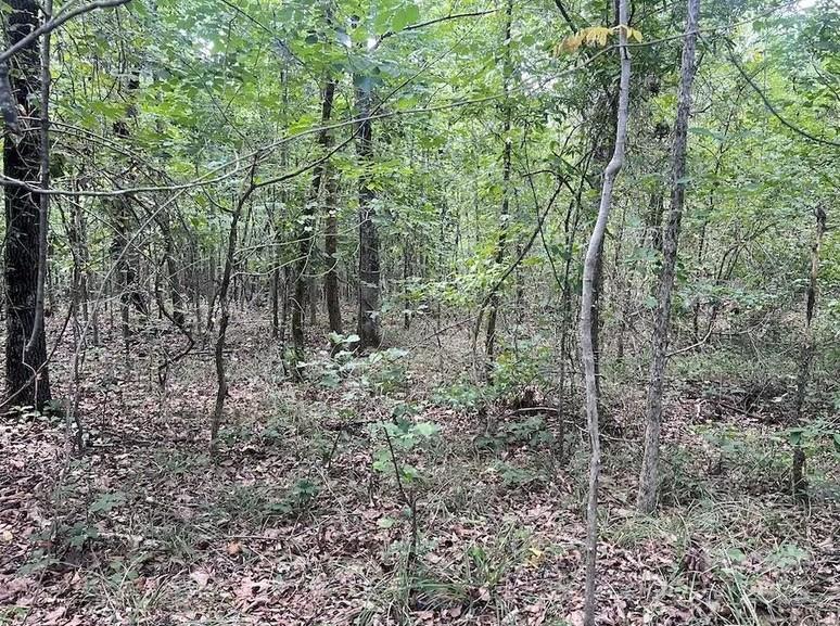 0 Blue Branch Road, Unit TRACT C Gaffney, SC 29340 - Photo 4 of 13 a view of a forest with trees