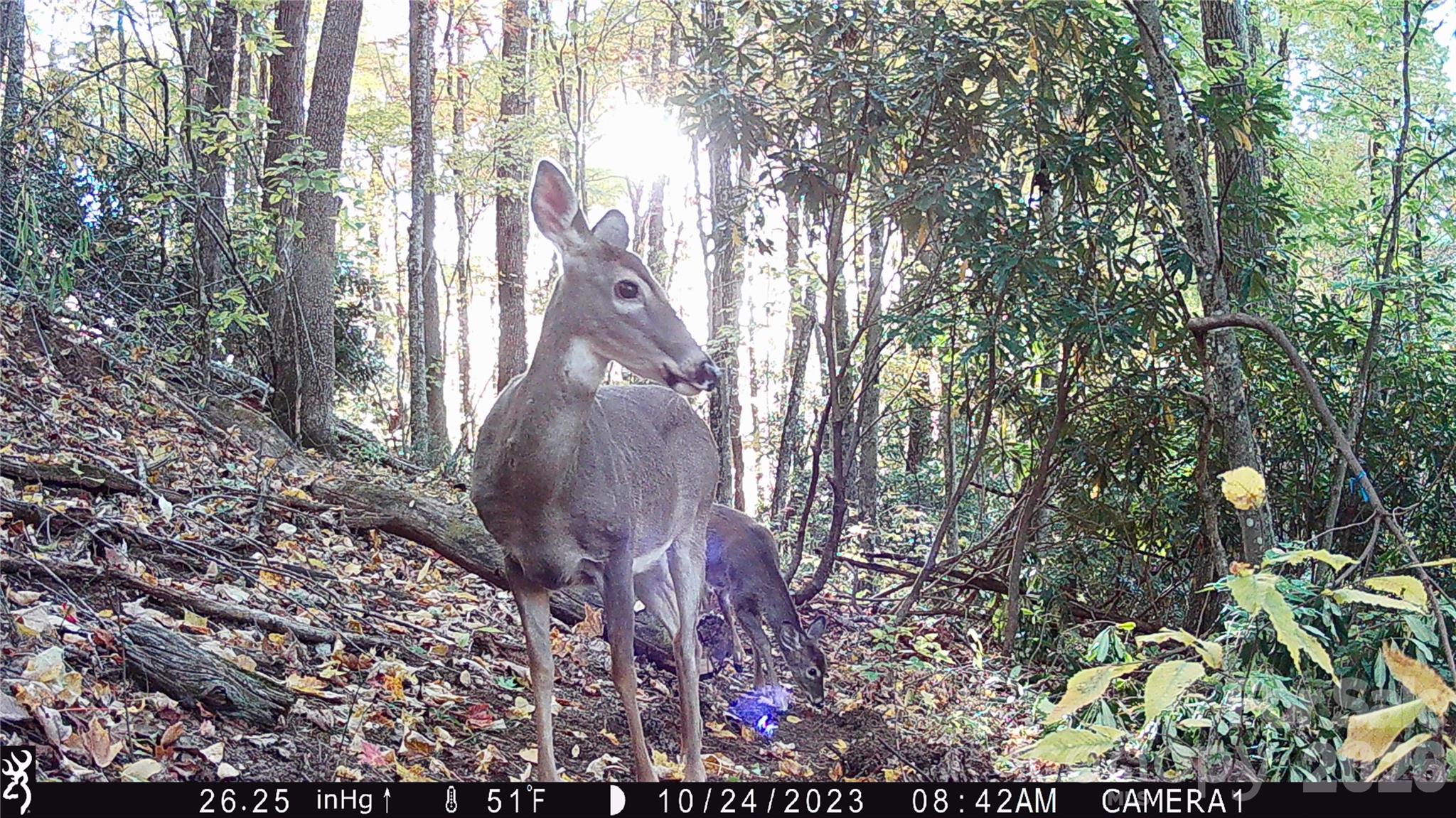 2778 Mule Stomp Road Hot Springs, NC 28743 - Photo 22 of 48