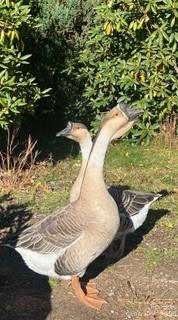 2778 Mule Stomp Road Hot Springs, NC 28743 - Photo 29 of 48