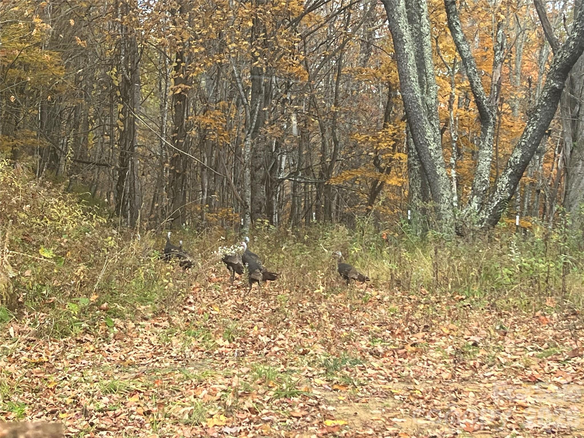 2778 Mule Stomp Road Hot Springs, NC 28743 - Photo 3 of 48