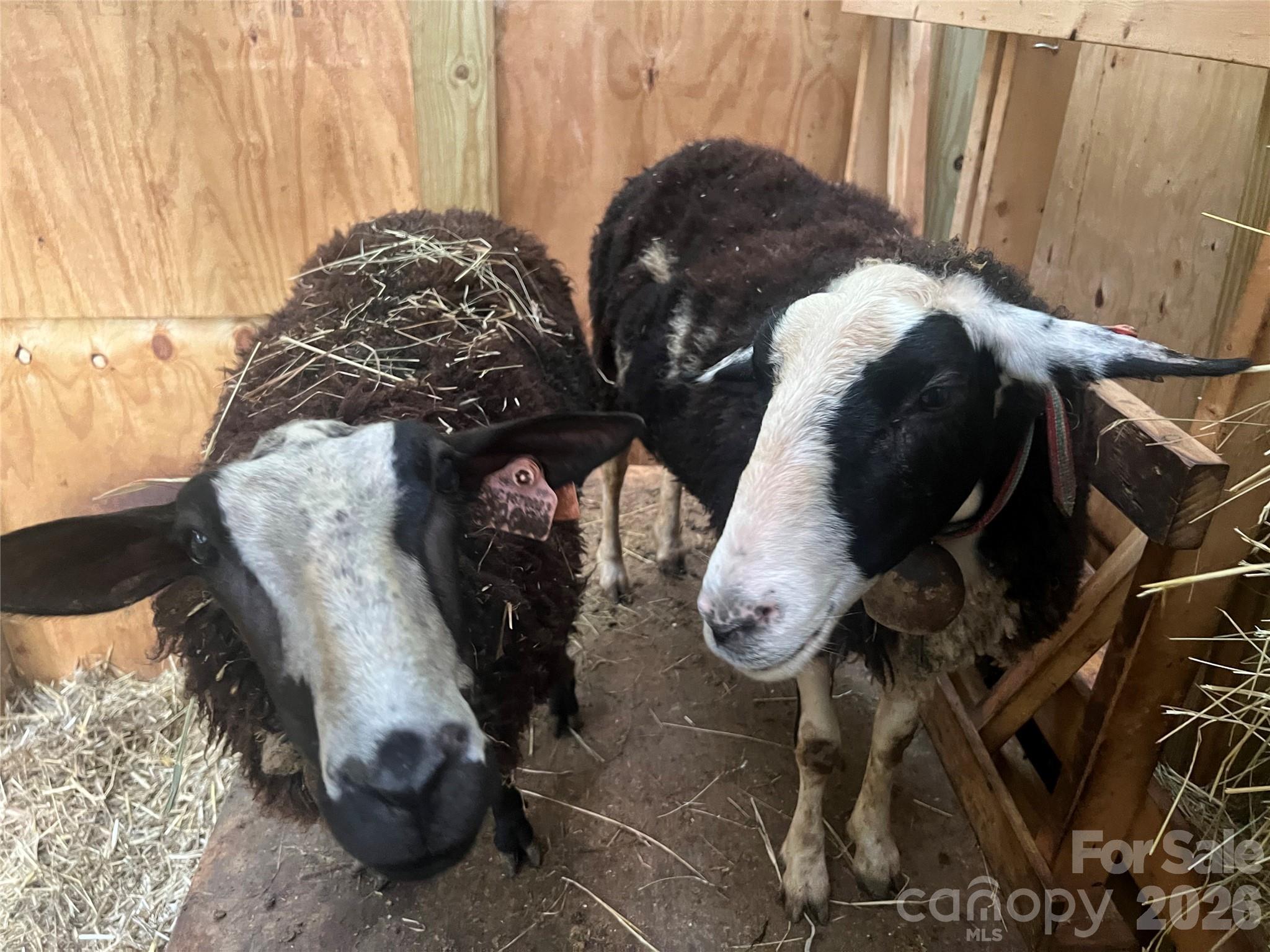 2778 Mule Stomp Road Hot Springs, NC 28743 - Photo 31 of 48