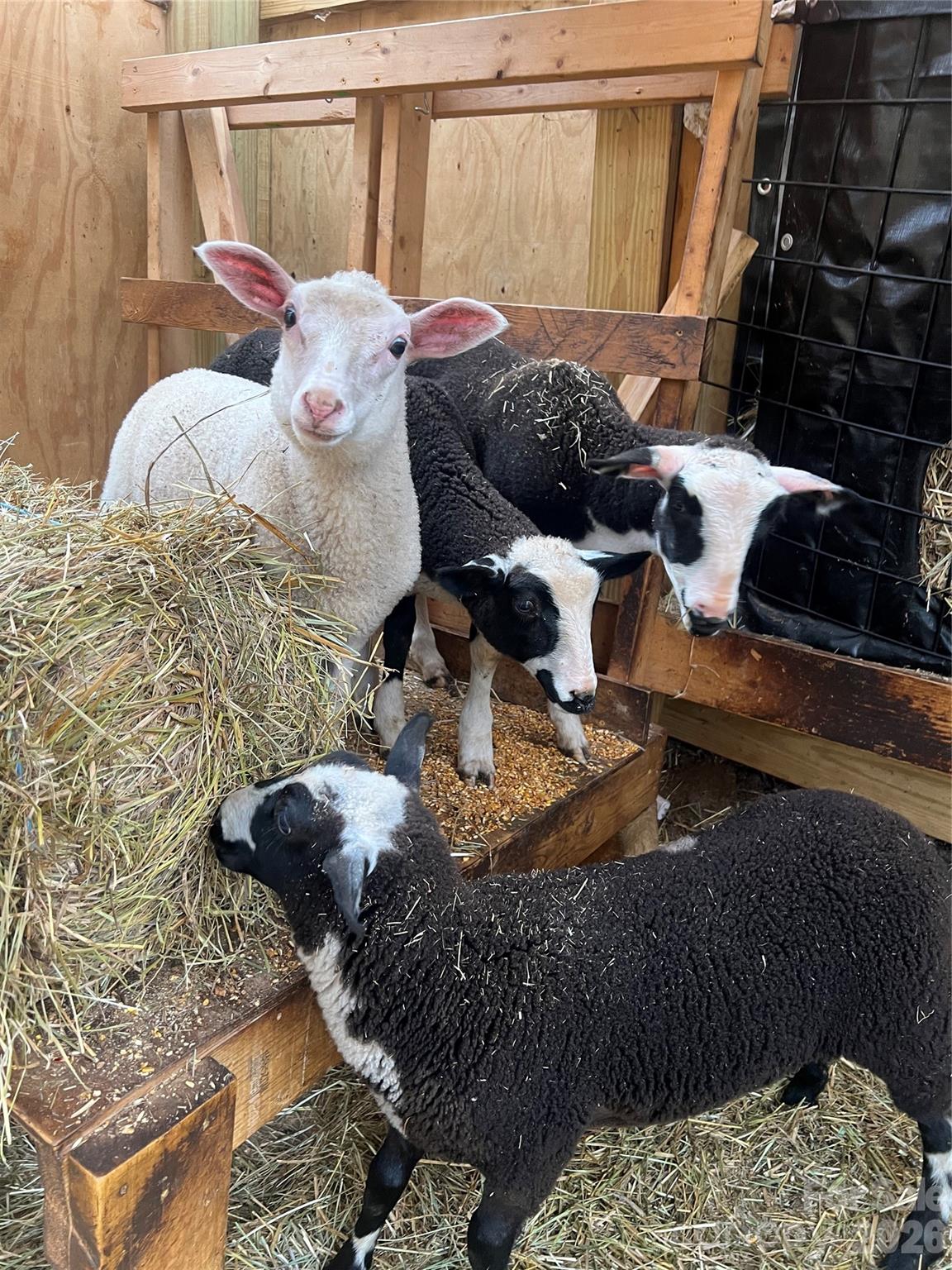 2778 Mule Stomp Road Hot Springs, NC 28743 - Photo 32 of 48