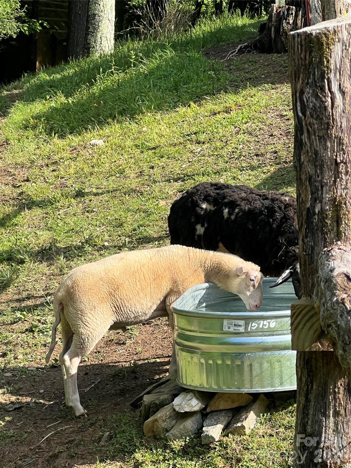 2778 Mule Stomp Road Hot Springs, NC 28743 - Photo 33 of 48