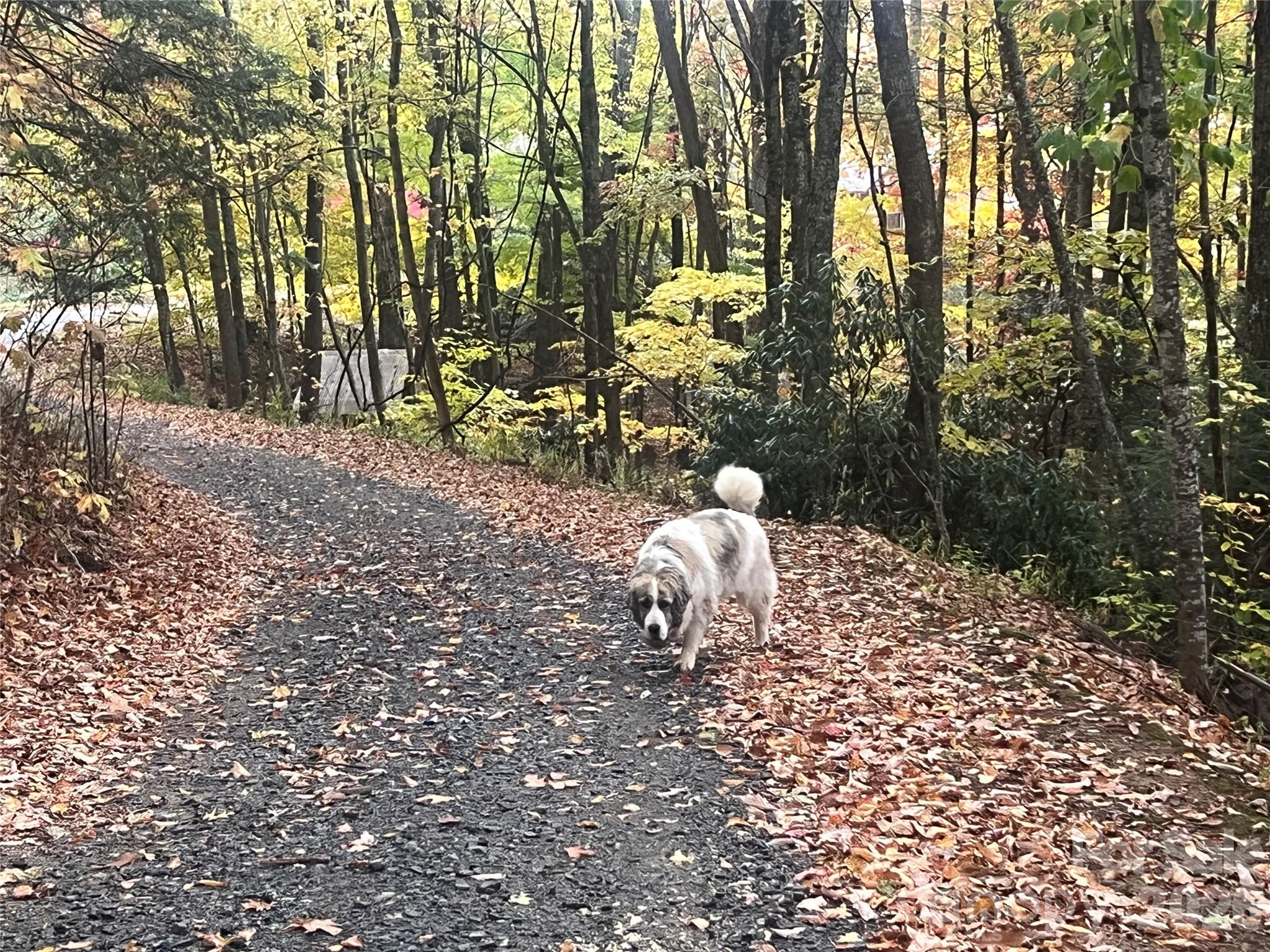 2778 Mule Stomp Road Hot Springs, NC 28743 - Photo 34 of 48