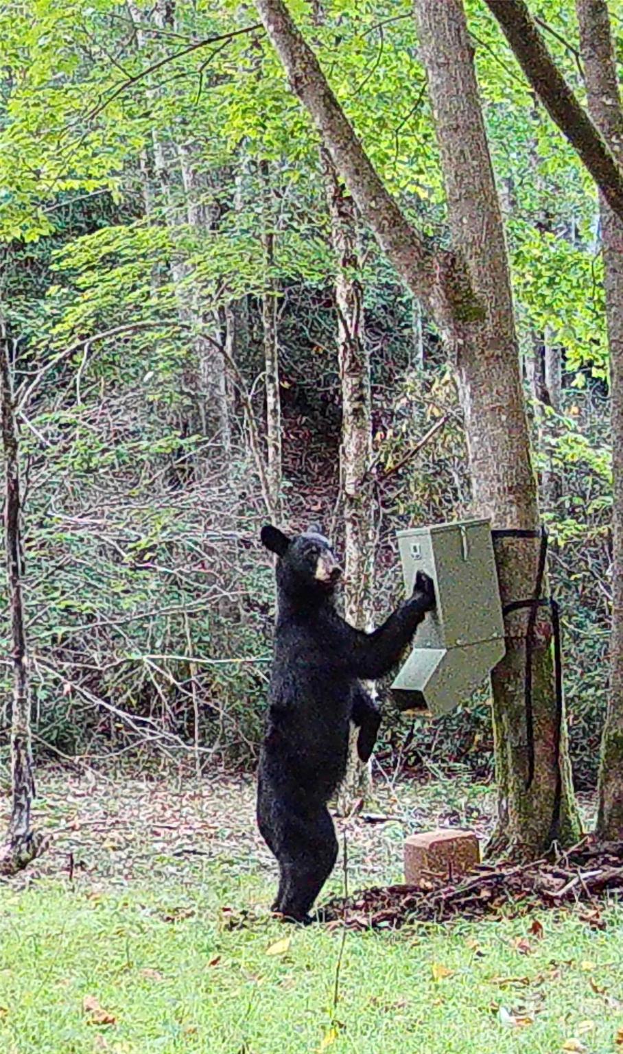 2778 Mule Stomp Road Hot Springs, NC 28743 - Photo 36 of 48