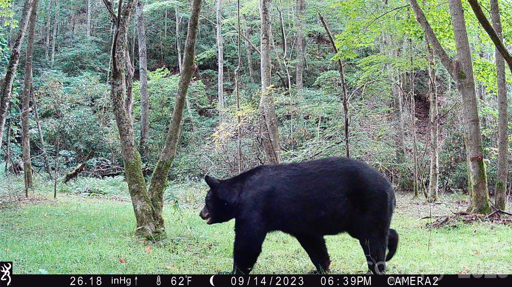 2778 Mule Stomp Road Hot Springs, NC 28743 - Photo 37 of 48